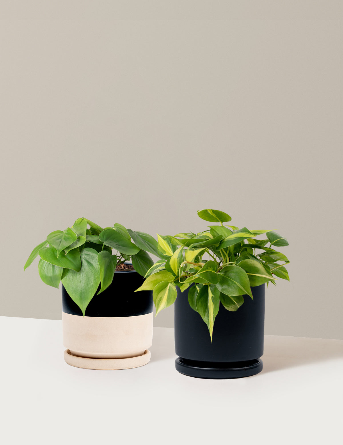 The Trailing Philodendron Duo