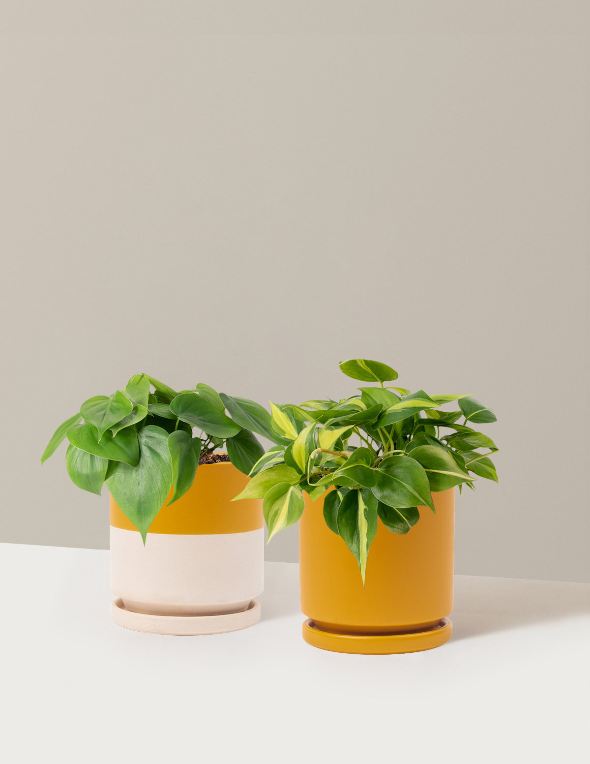 The Trailing Philodendron Duo