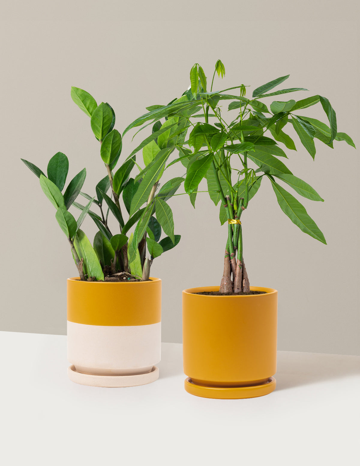 The Easy Care Duo