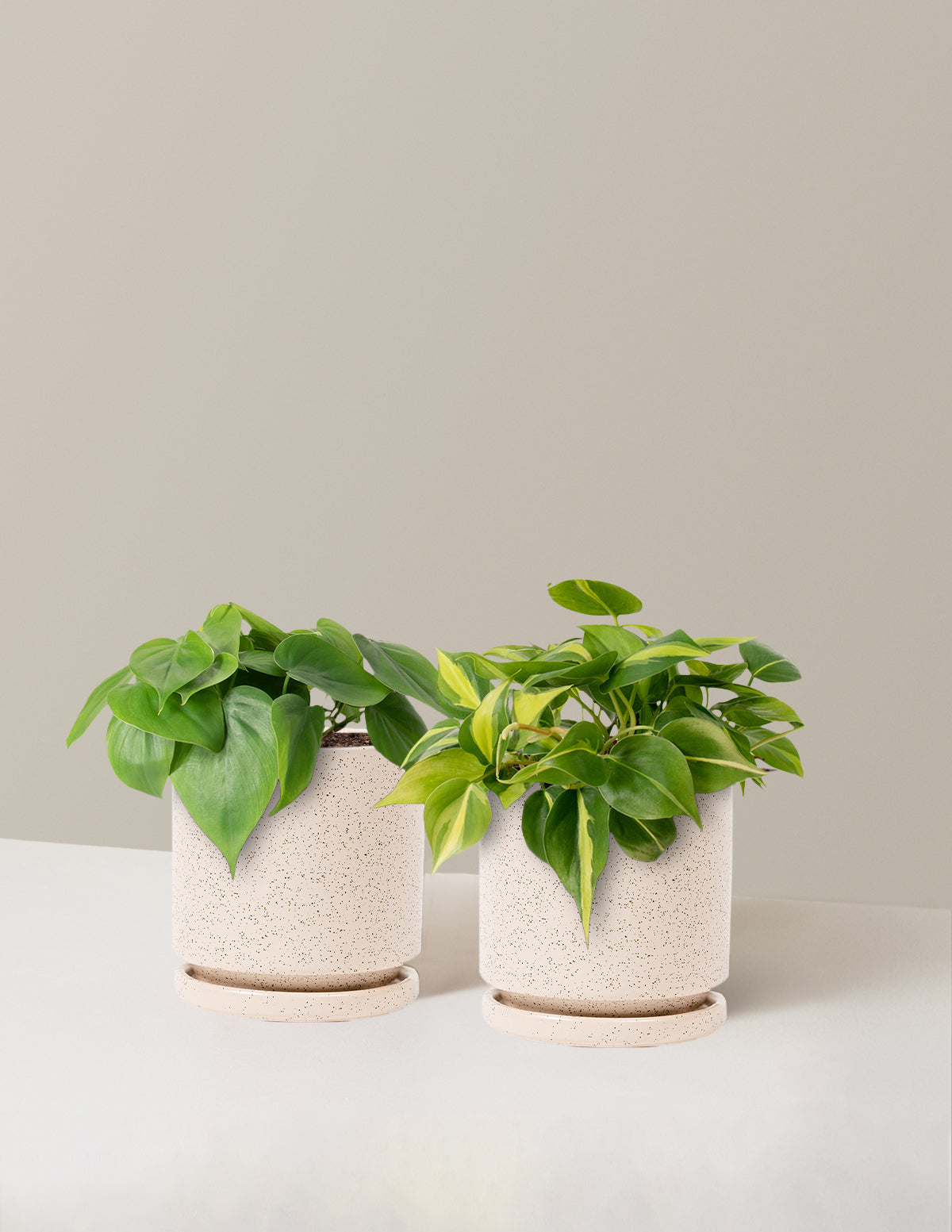 The Trailing Philodendron Duo