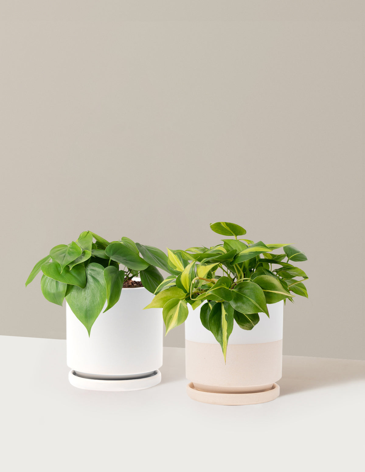 The Trailing Philodendron Duo