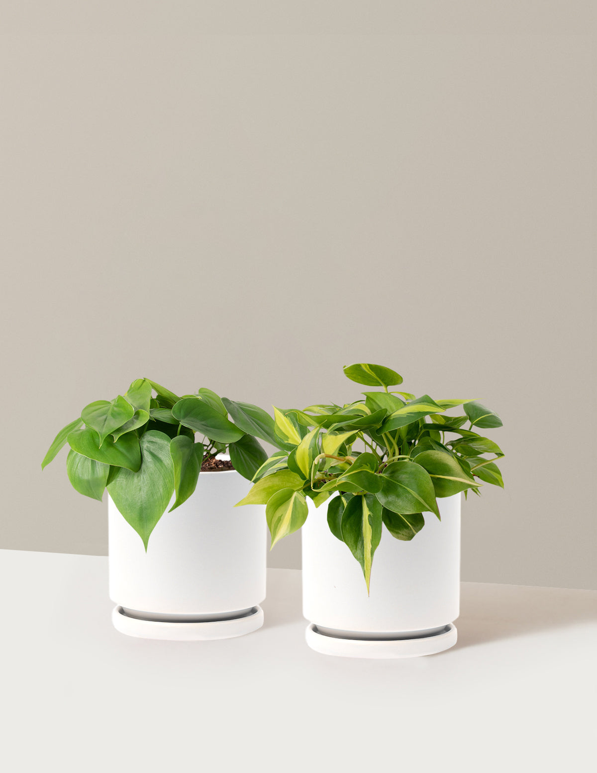 The Trailing Philodendron Duo