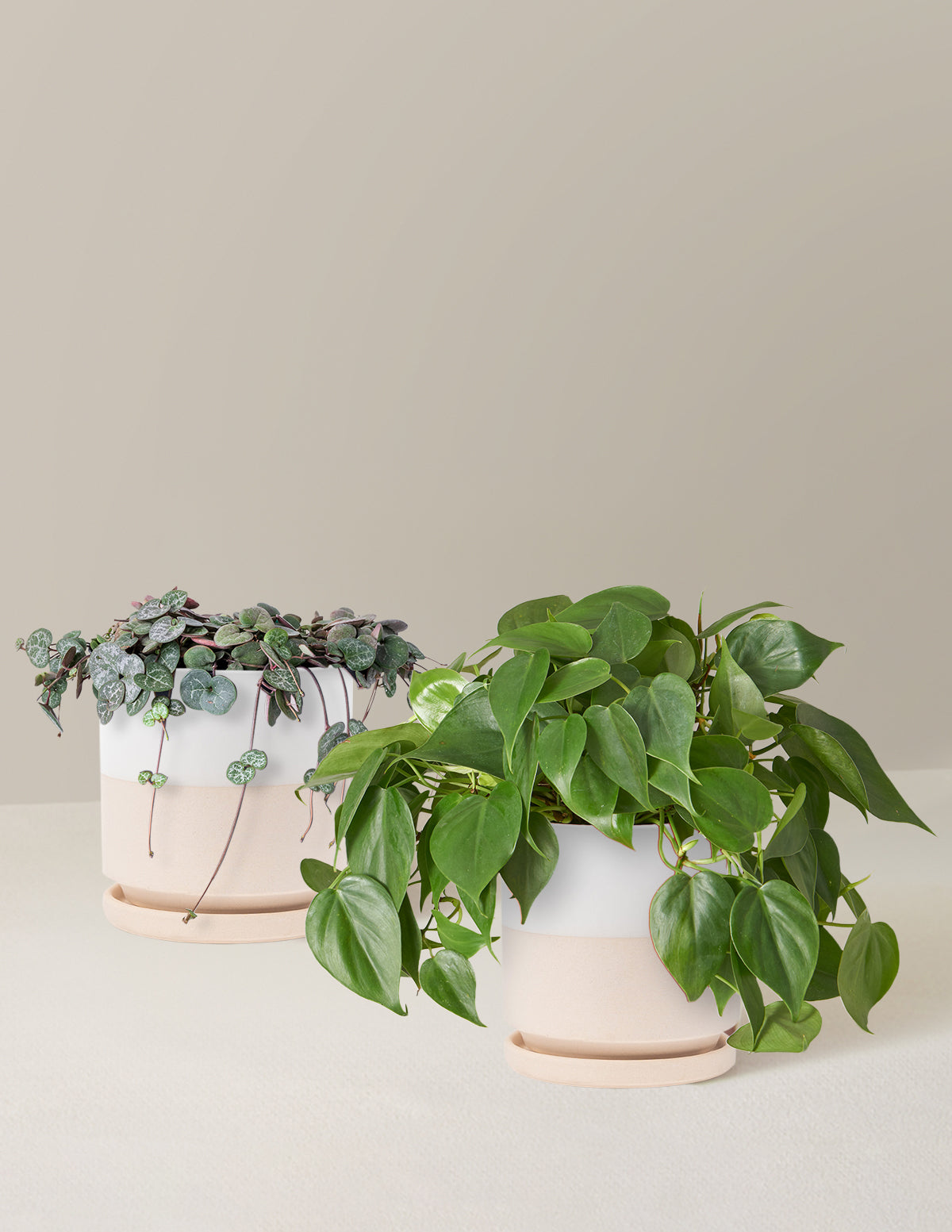 Trailing Hearts Duo