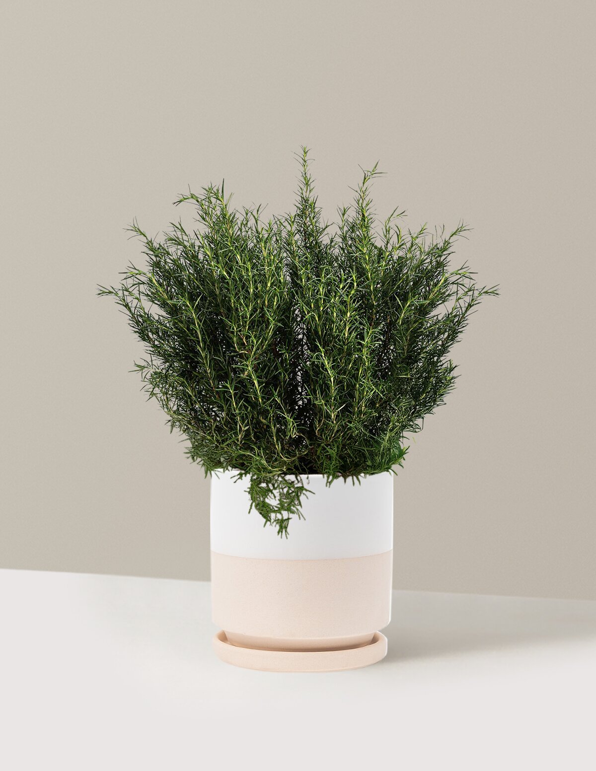 Tuscan Blue Rosemary