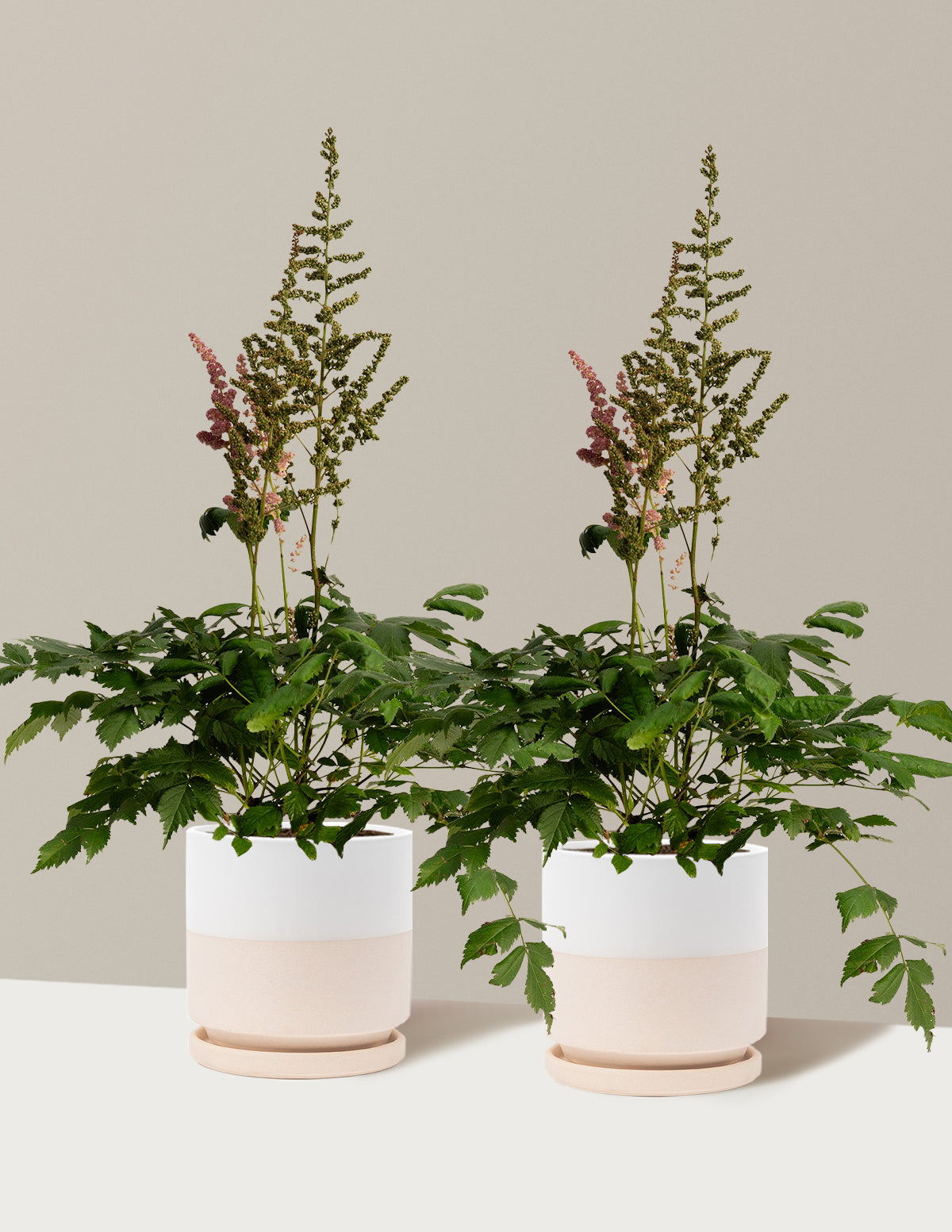 Vision in Pink Astilbe