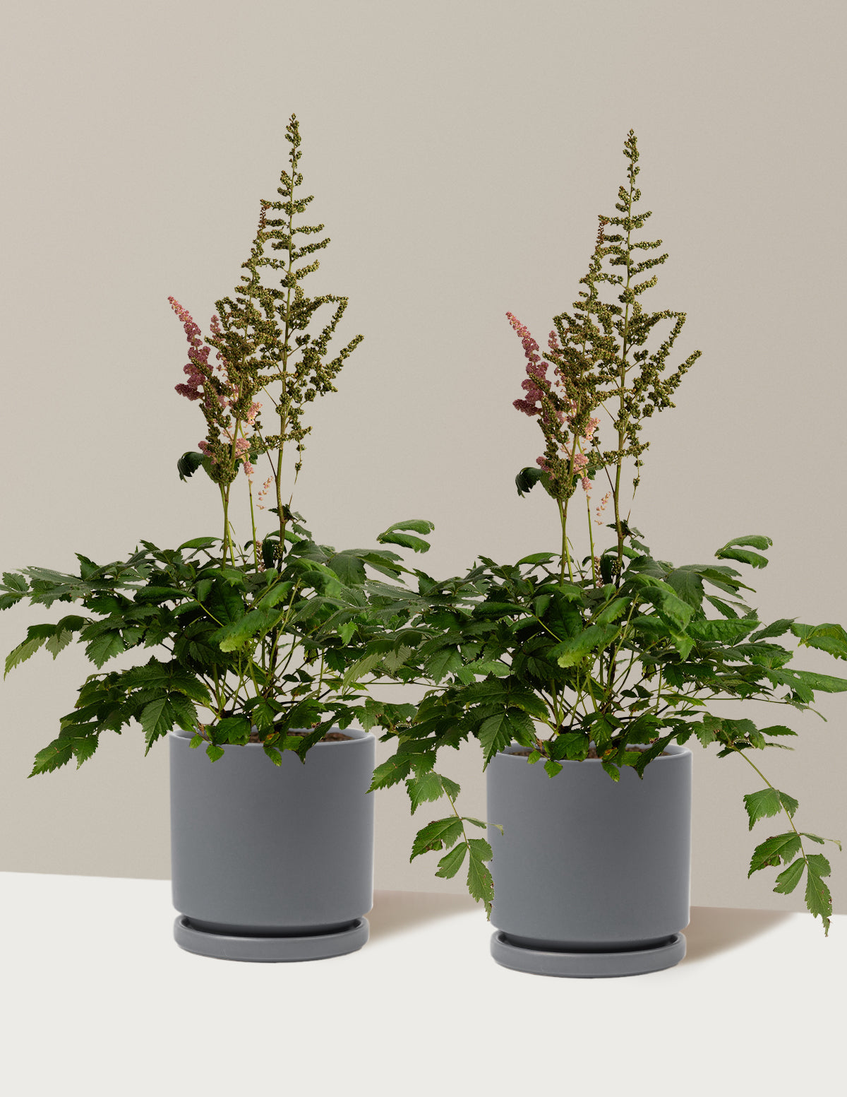 Vision in Pink Astilbe