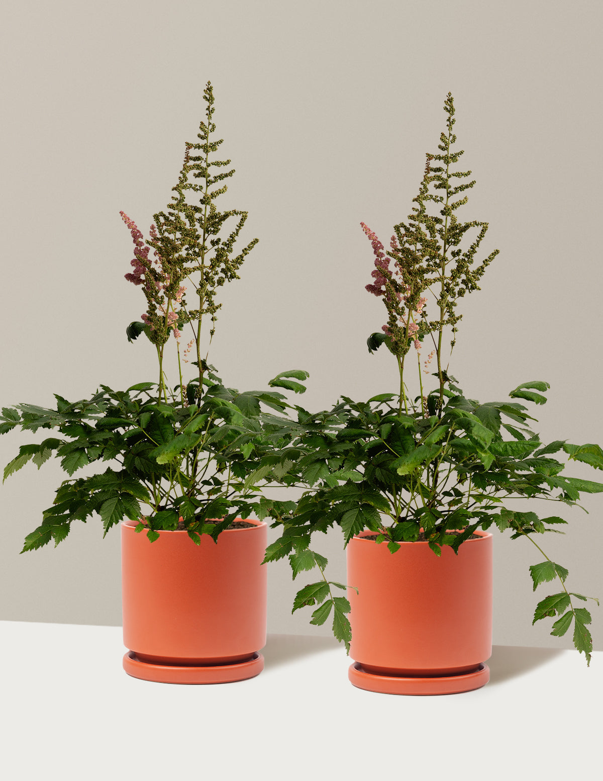 Vision in Pink Astilbe