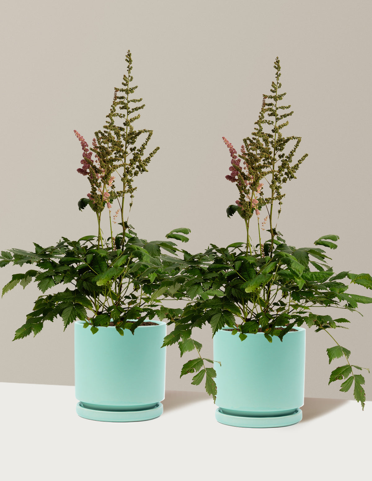 Vision in Pink Astilbe