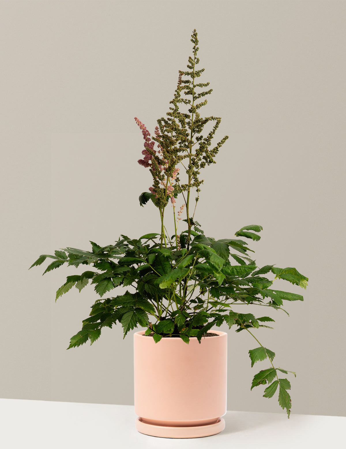 Vision in Pink Astilbe