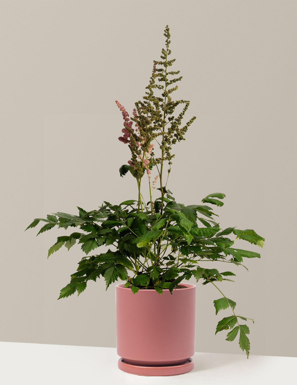 Vision in Pink Astilbe