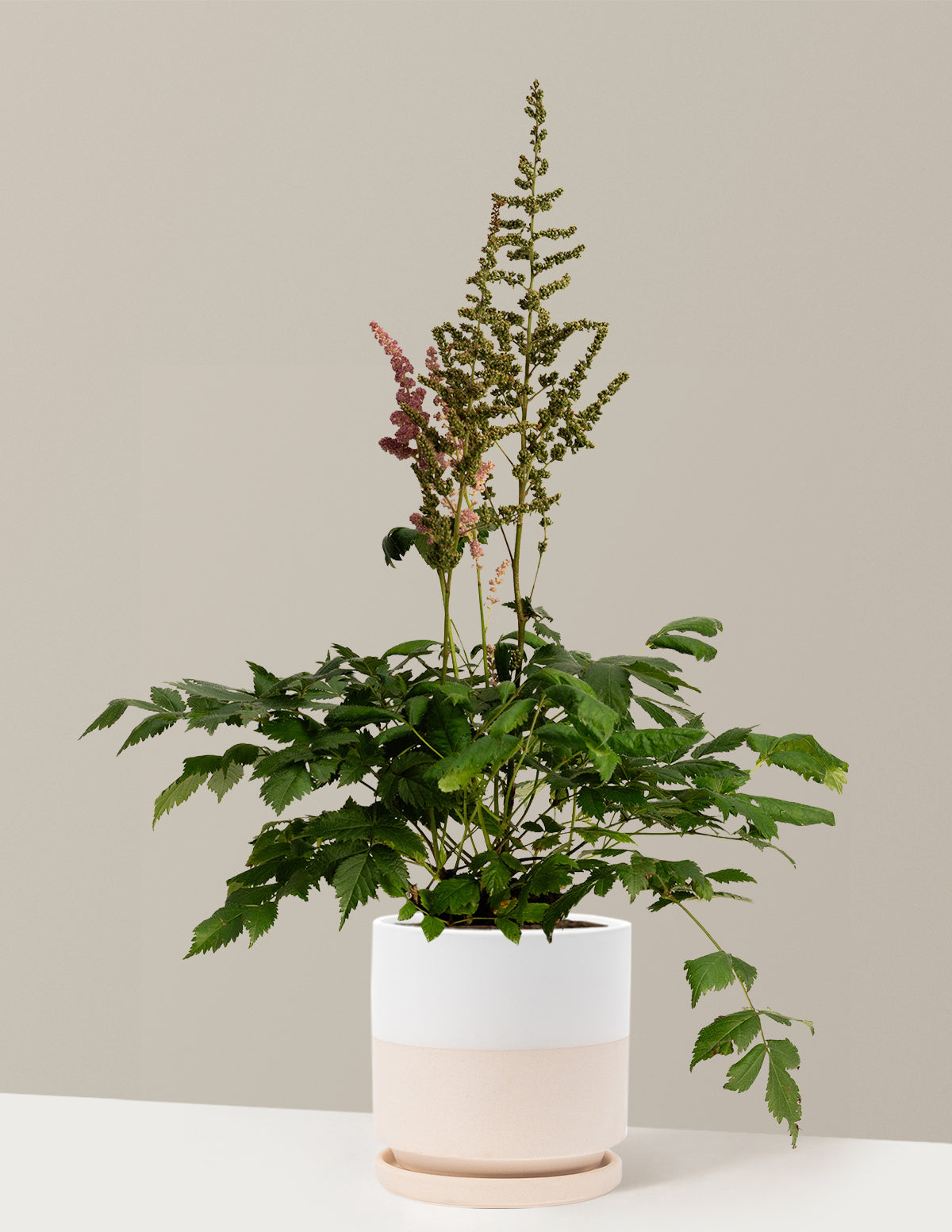 Vision in Pink Astilbe