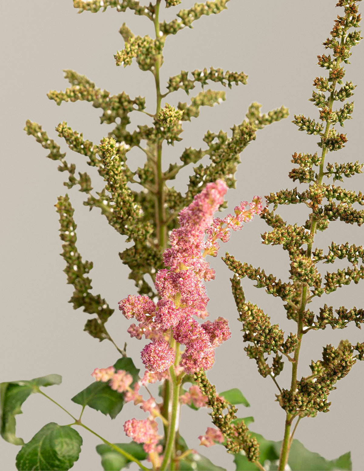 Vision in Pink Astilbe