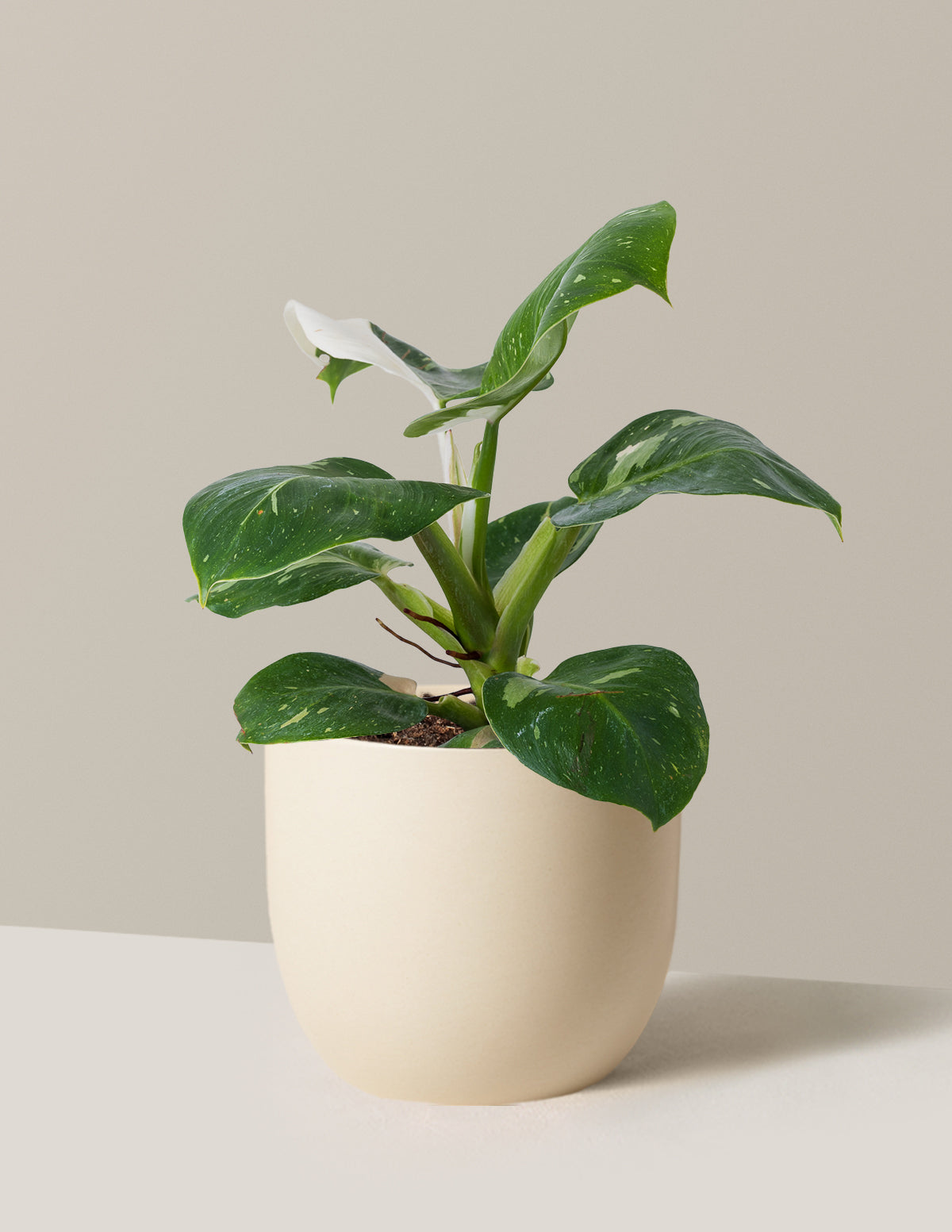 Philodendron White Knight