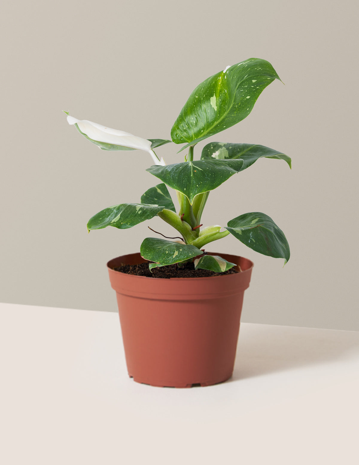 Philodendron White Knight