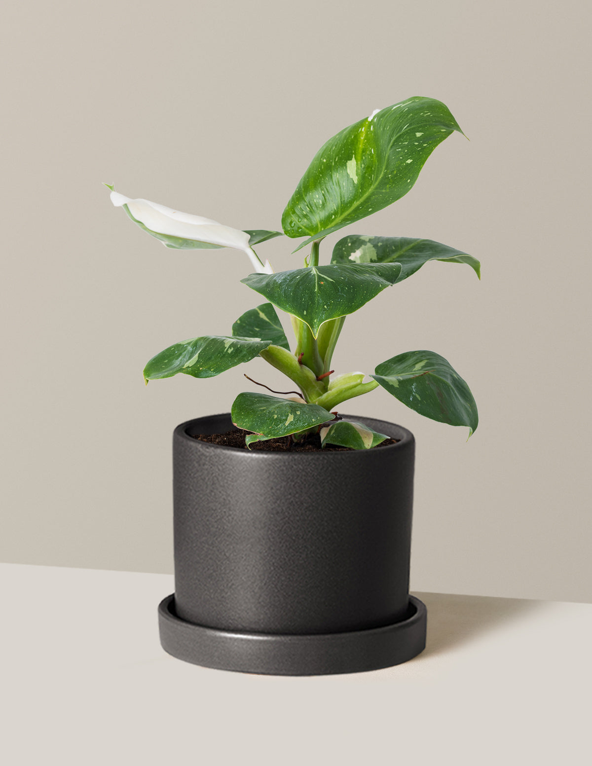 Plant Of The Month Club