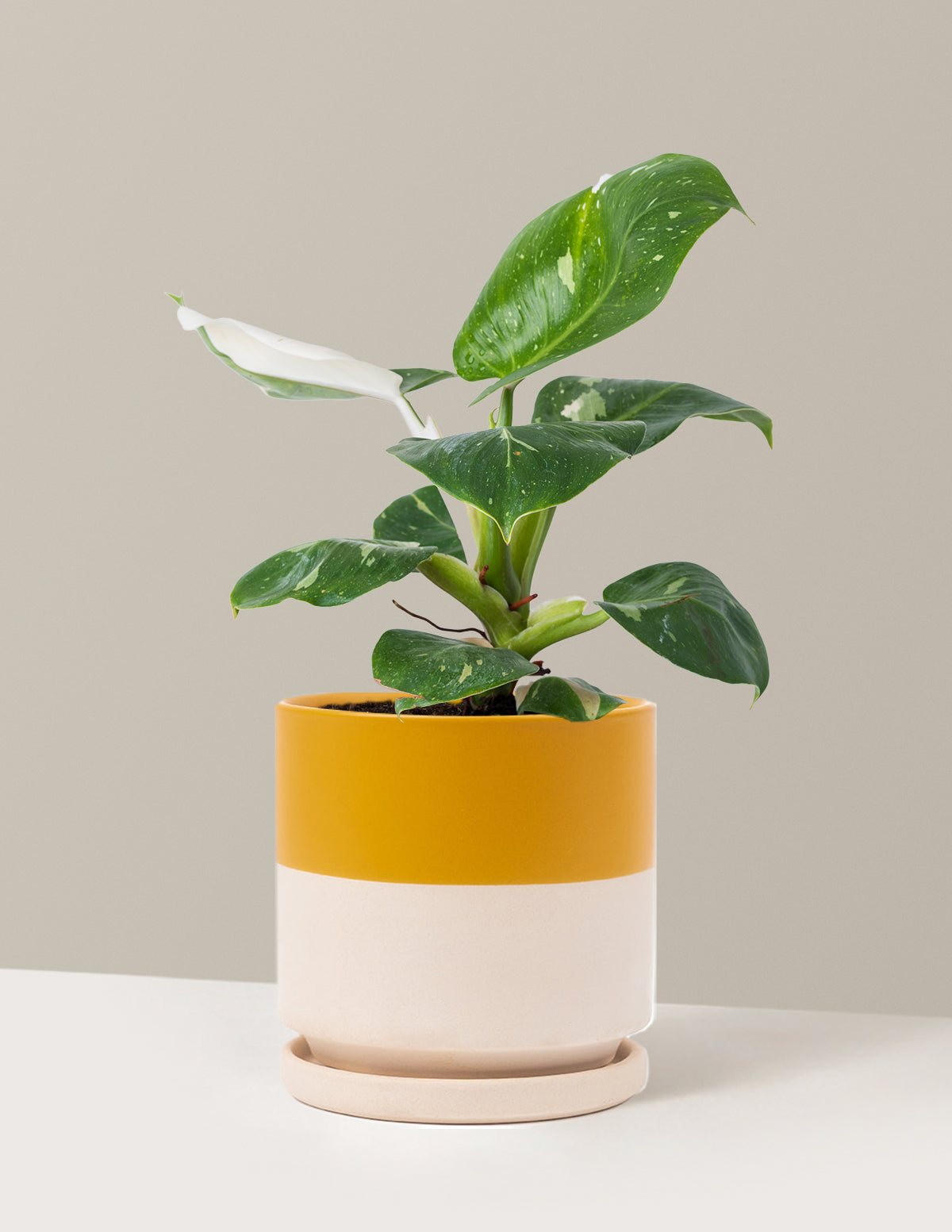 Philodendron White Knight