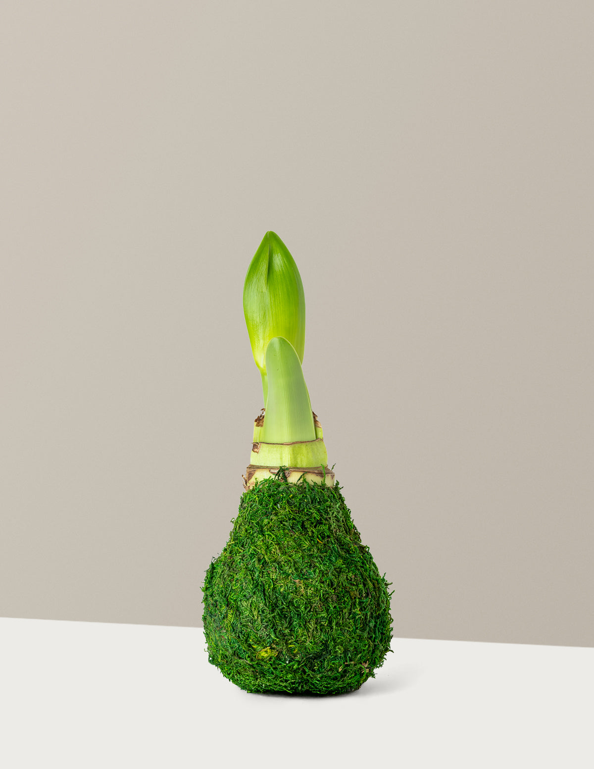Waxed Amaryllis Bulb