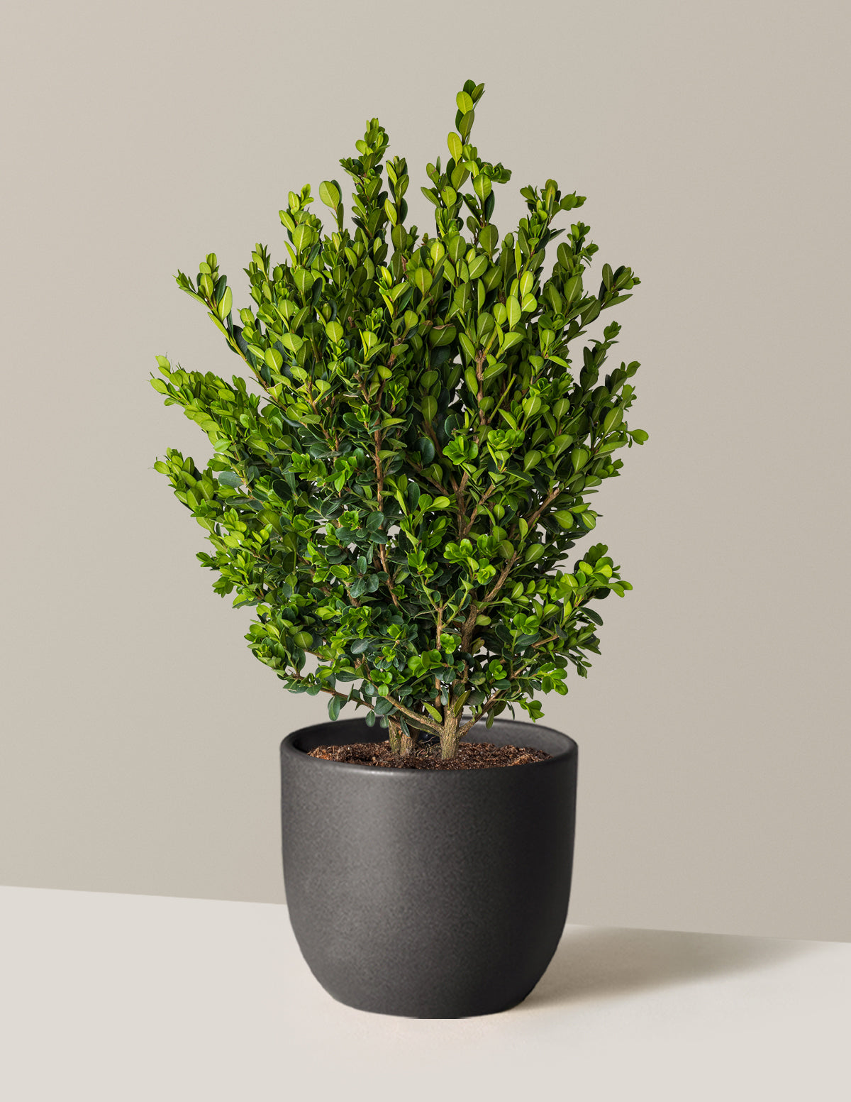 Wintergreen Boxwood
