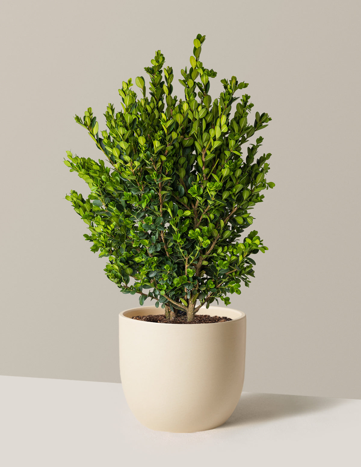 Wintergreen Boxwood