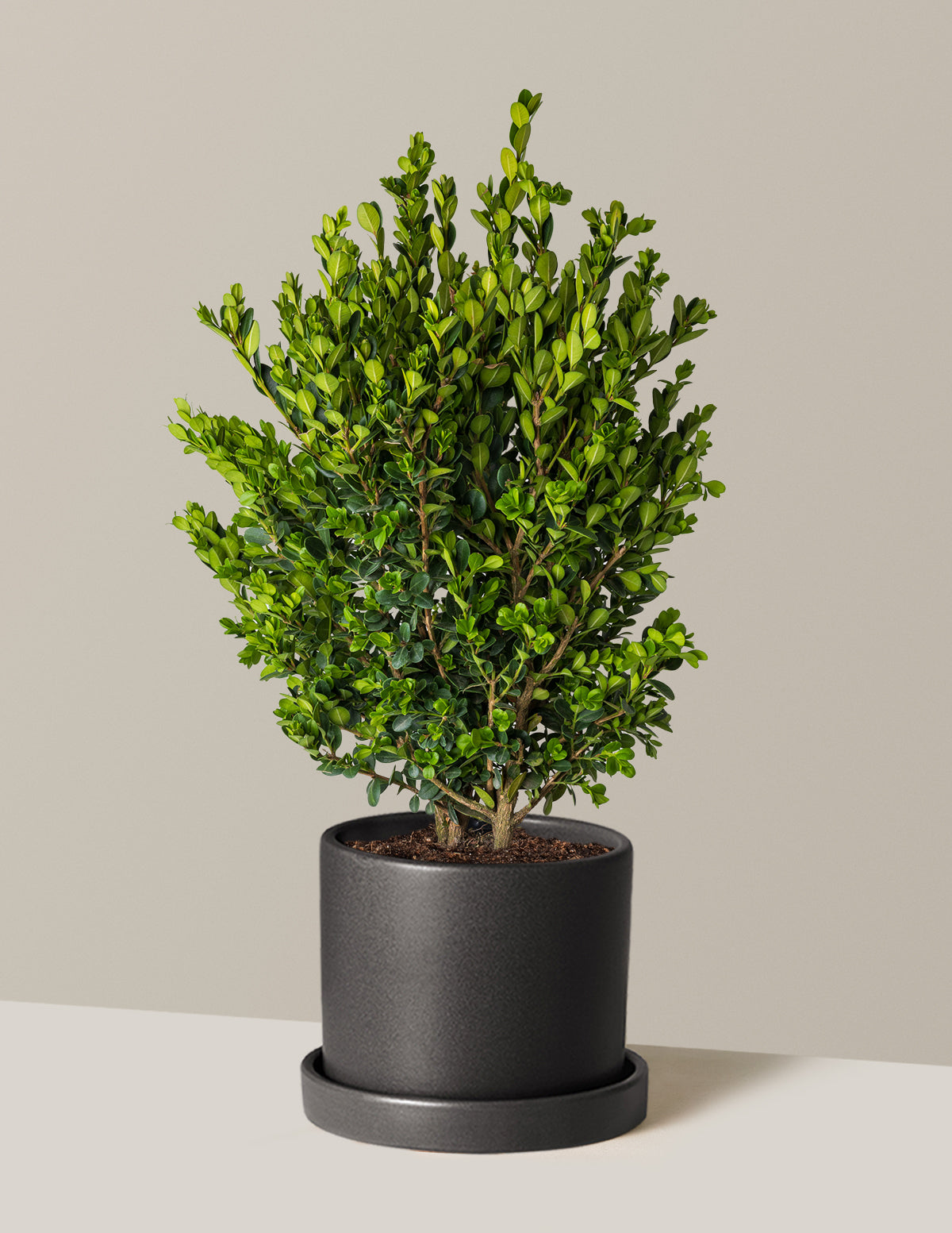 Wintergreen Boxwood