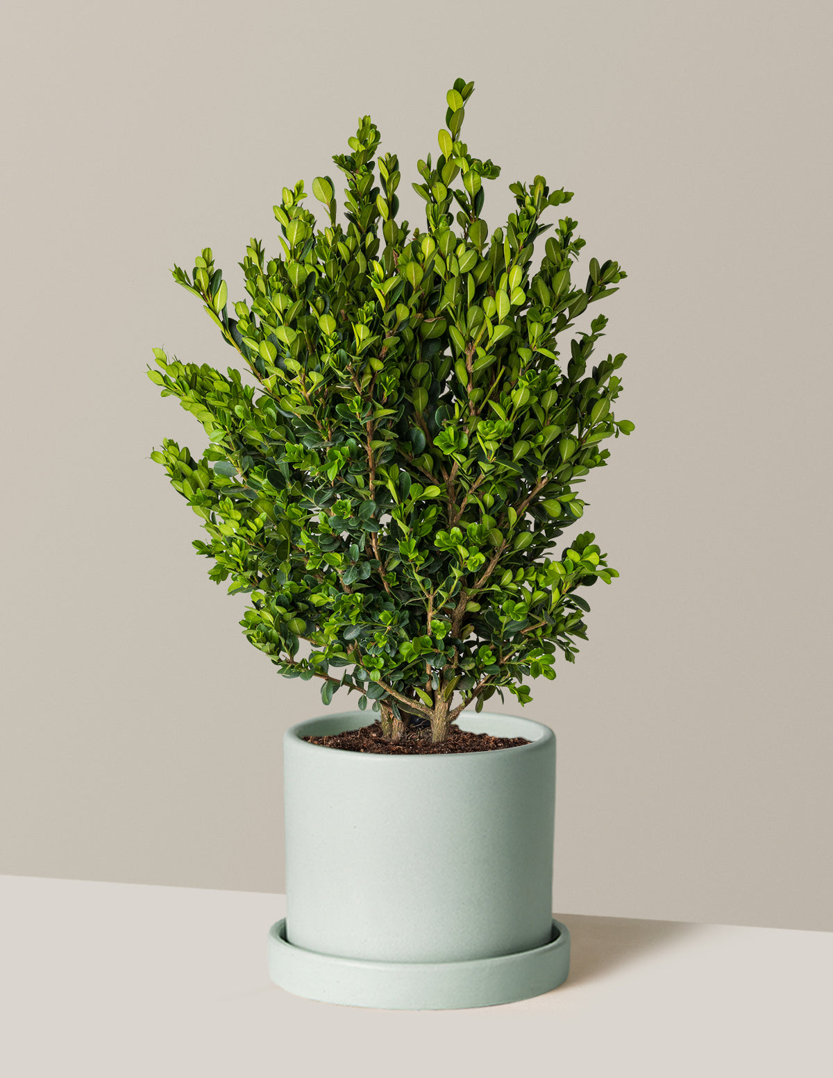 Wintergreen Boxwood