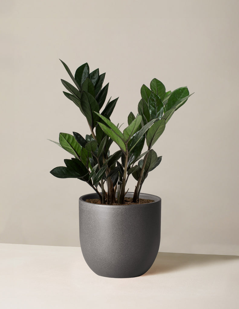 How to care for a Black ZZ Plant