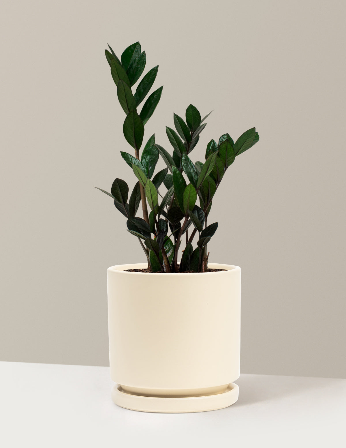 Black ZZ Plant