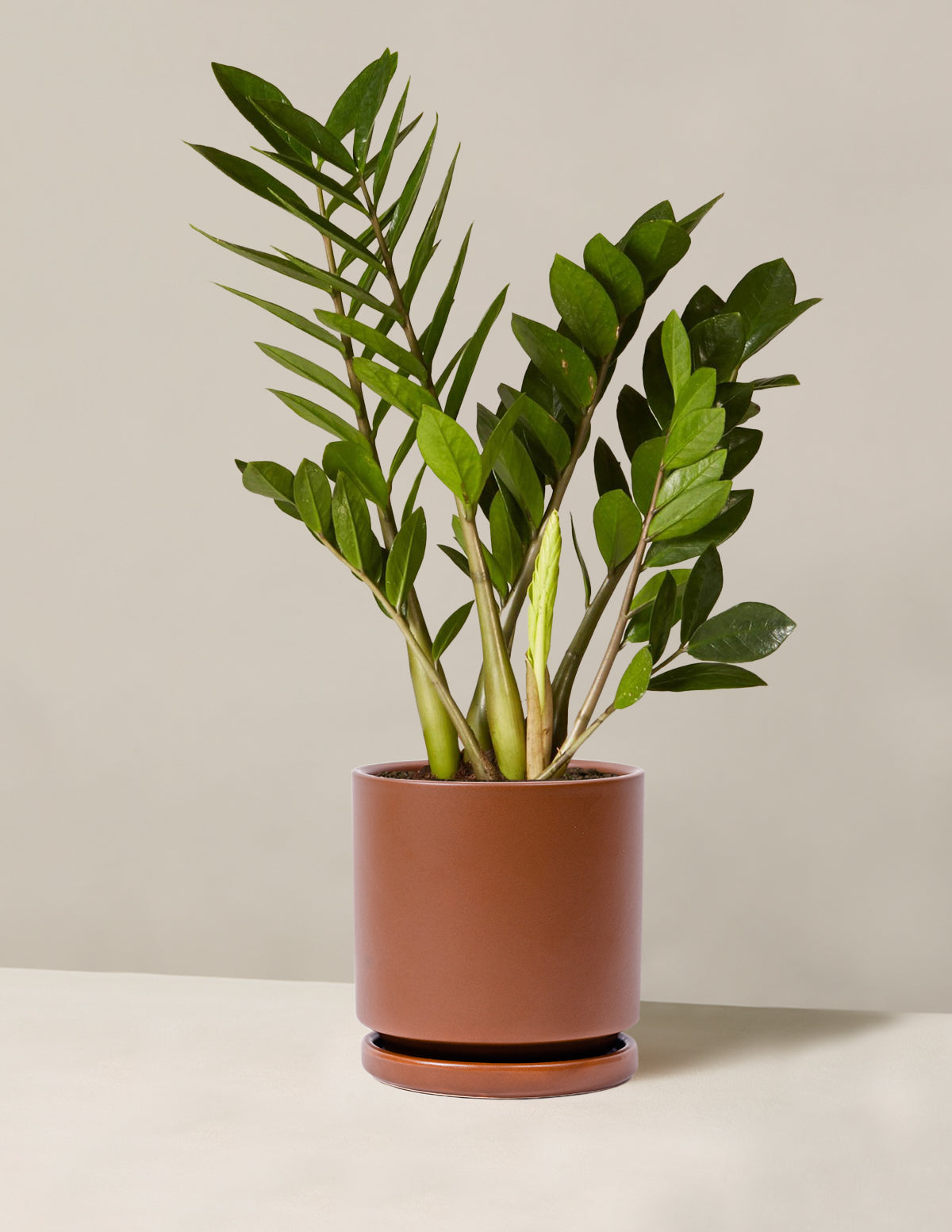 ZZ Plant