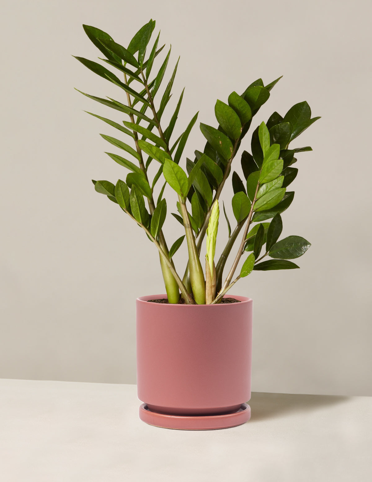 ZZ Plant