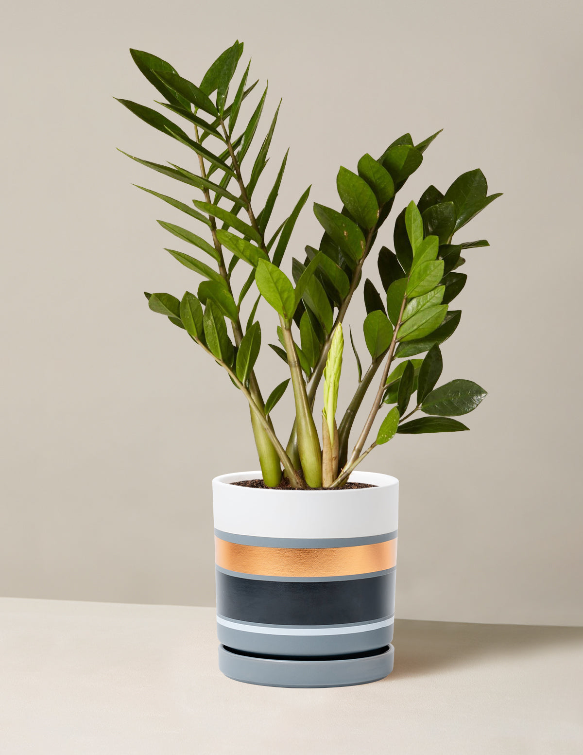 ZZ Plant