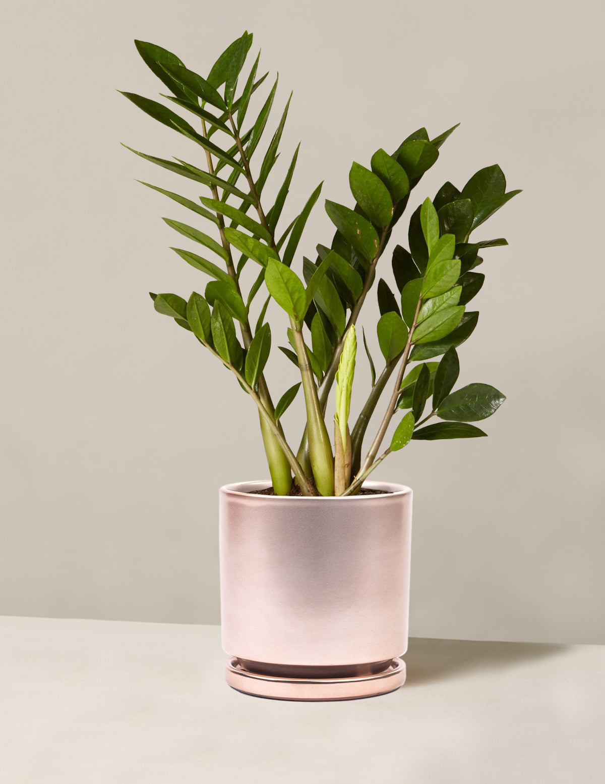 ZZ Plant