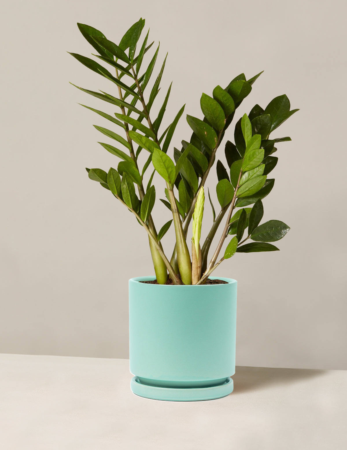 ZZ Plant