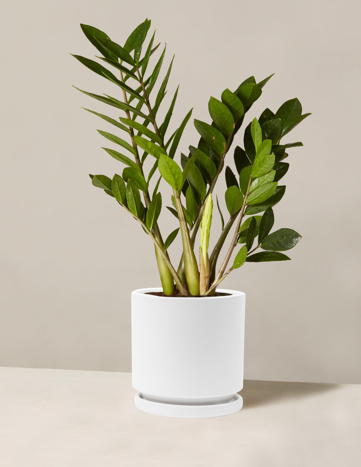 ZZ Plant