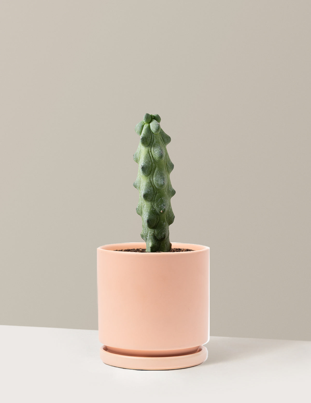 Boobie Cactus