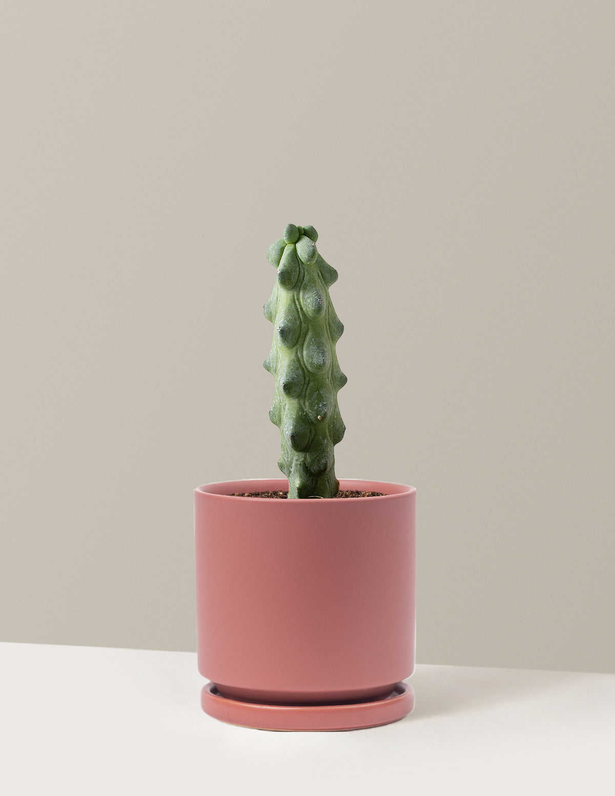 Boobie Cactus