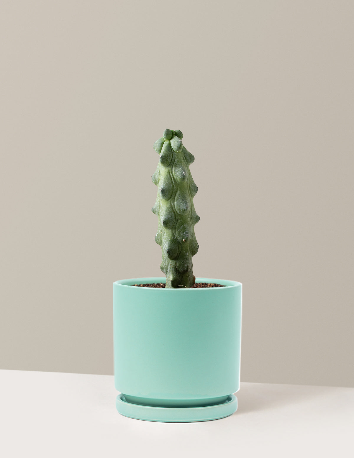 Boobie Cactus