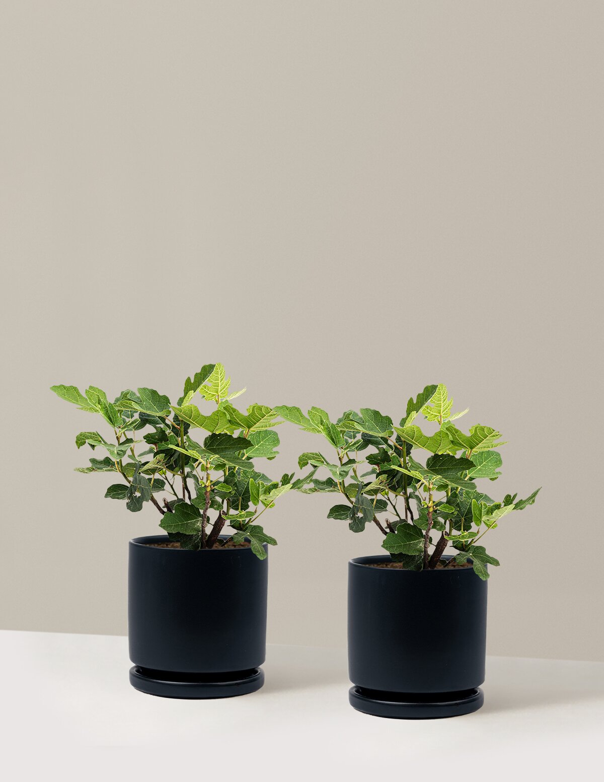 Chicago Hardy Fig Tree