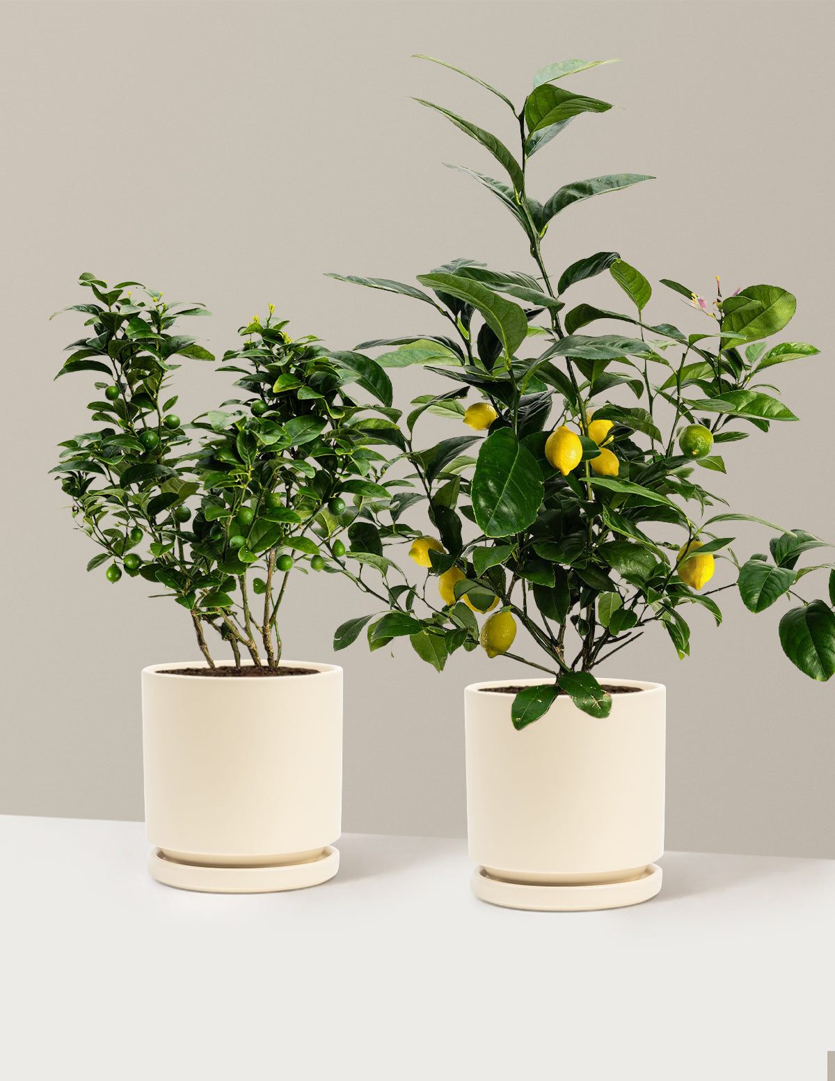 Citrus Lovers Bundle