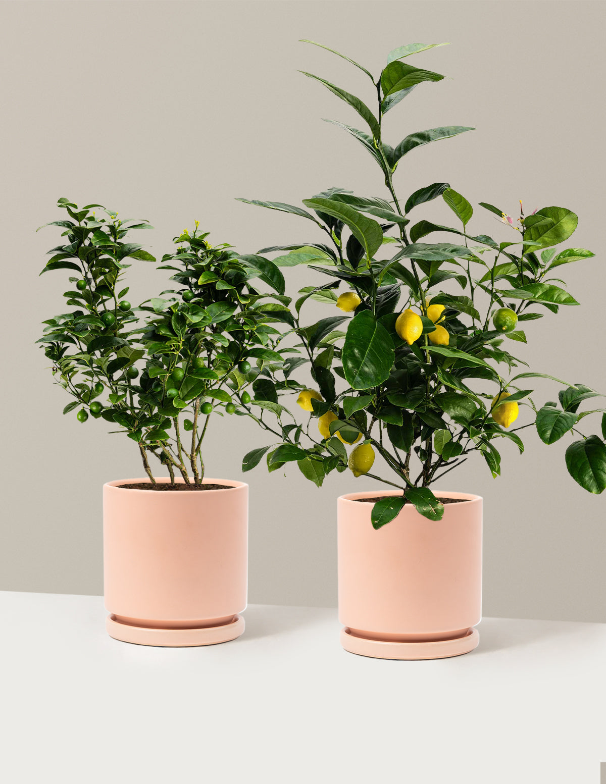 Citrus Lovers Bundle