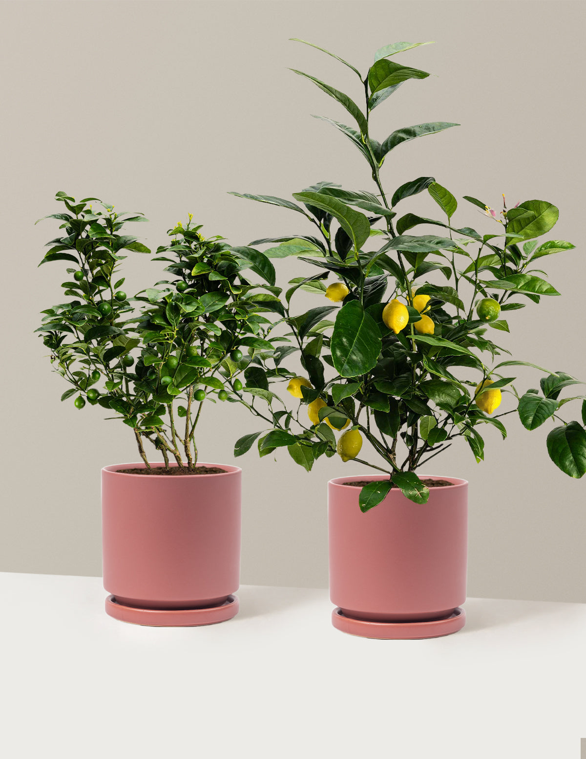 Citrus Lovers Bundle