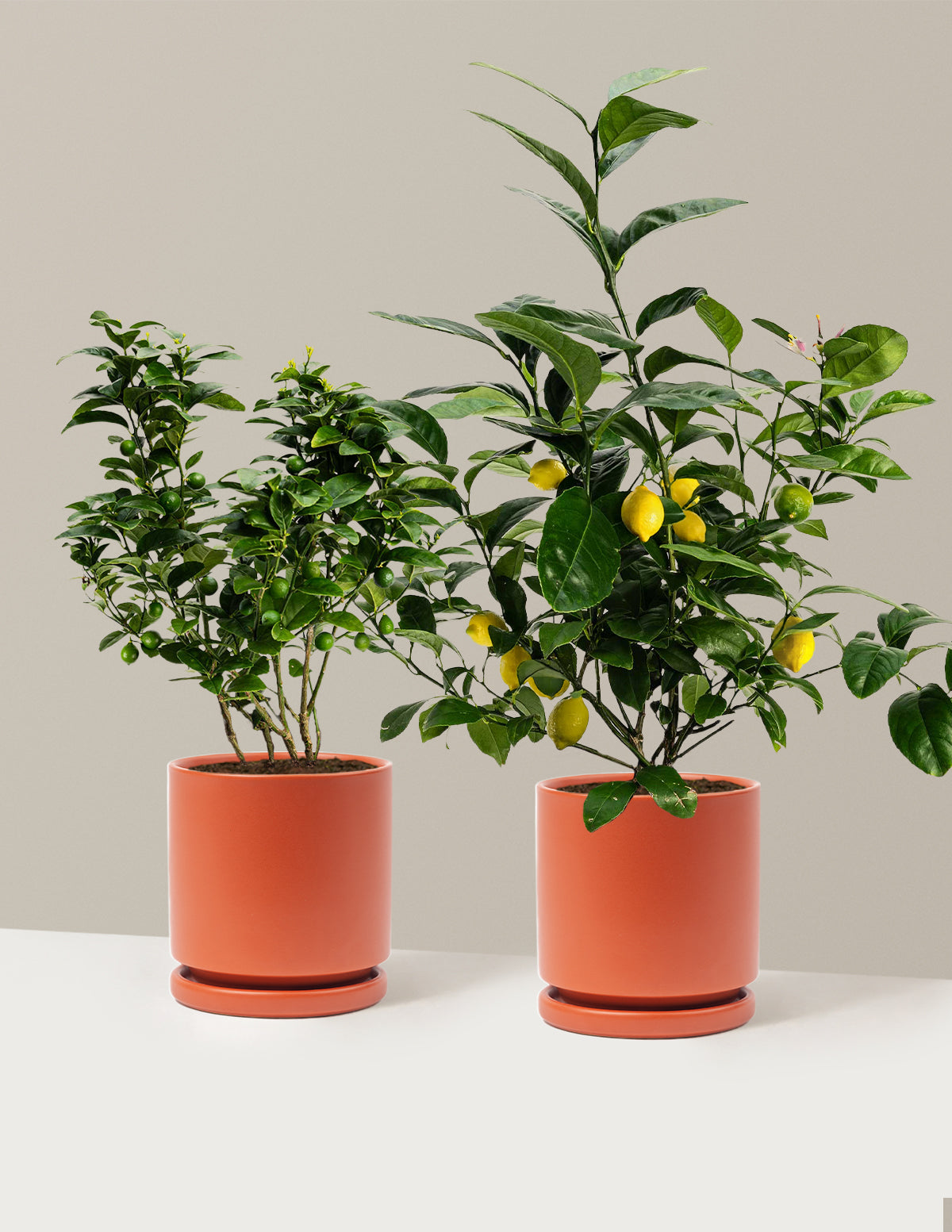 Citrus Lovers Bundle