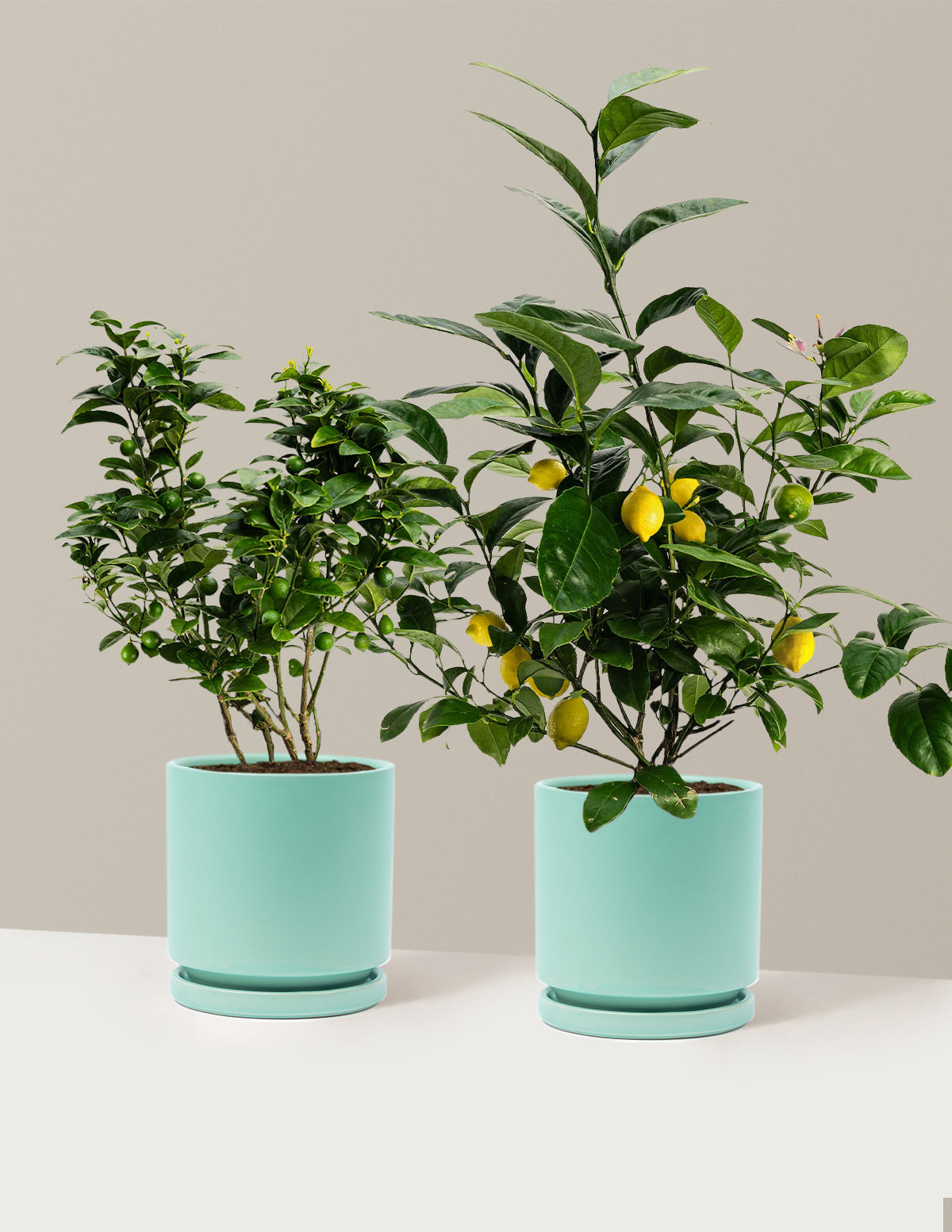 Citrus Lovers Bundle