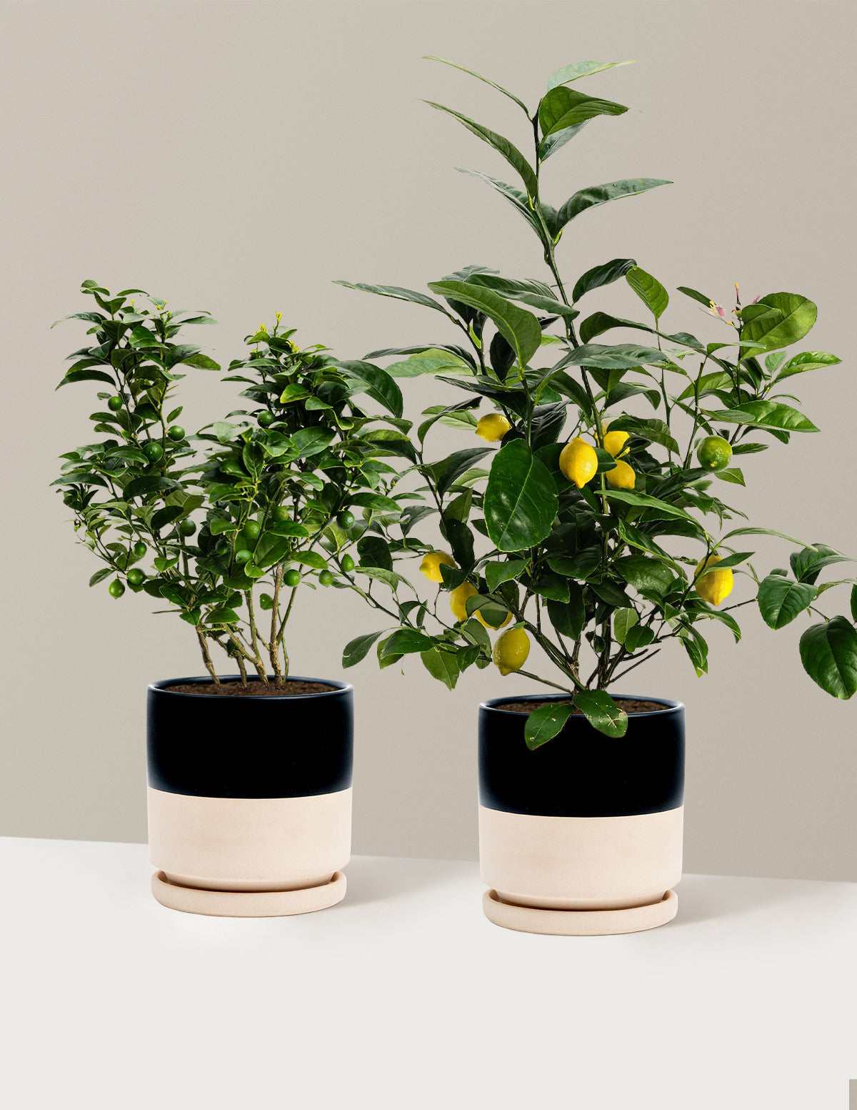 Citrus Lovers Bundle