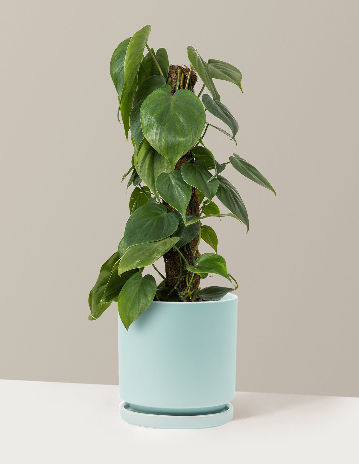 philodendron ampel Heartleaf Philodendron Totem with Planter
