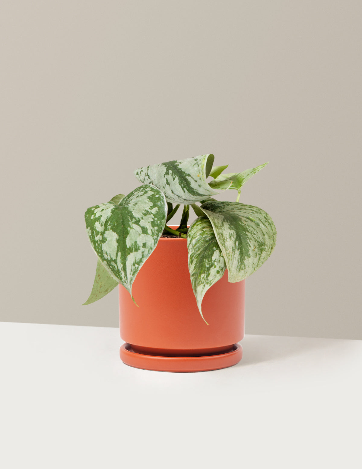 Satin Pothos