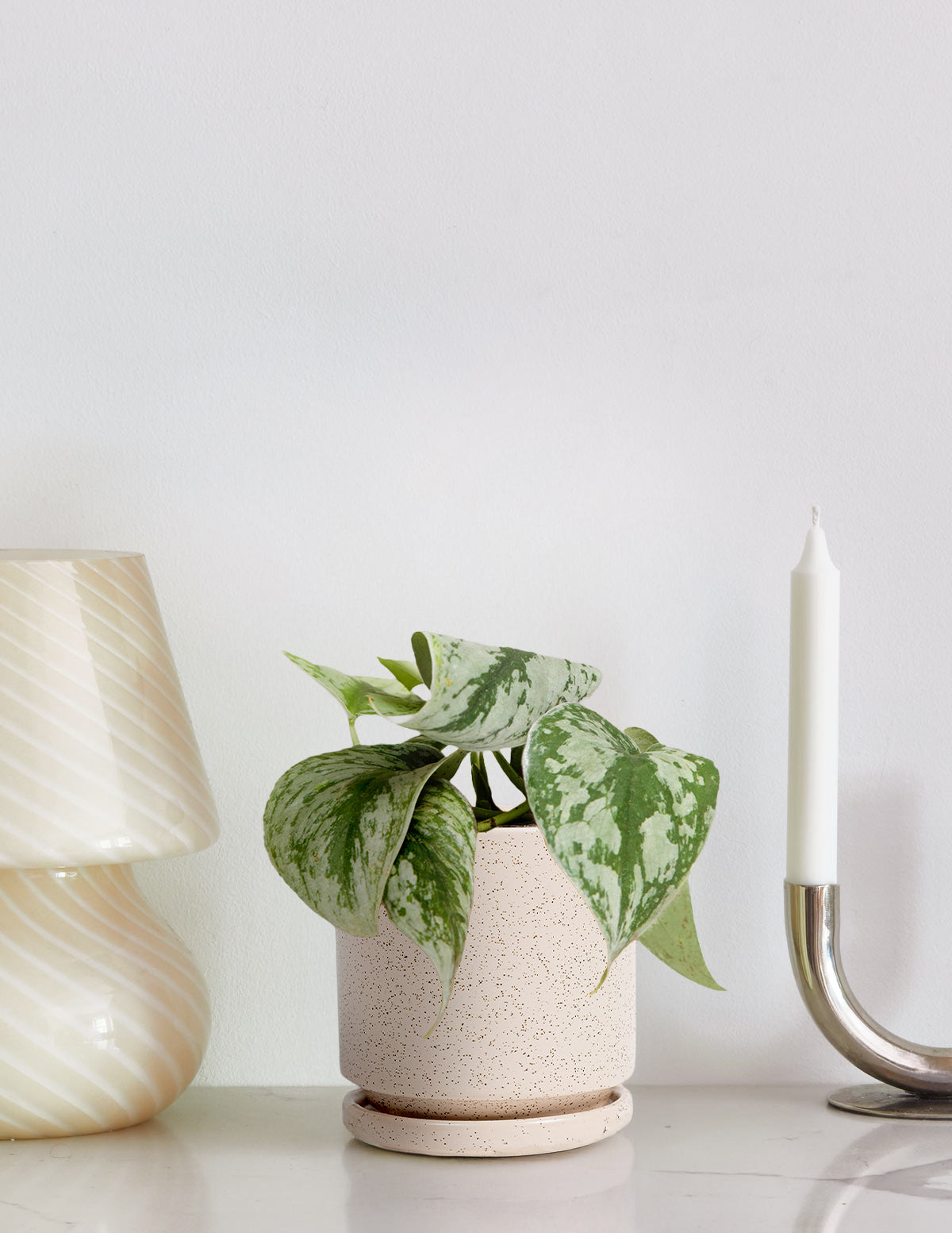 pothos holder Satin Pothos Houseplant with Planter - Medium (8-10" tall) Mustard Planter