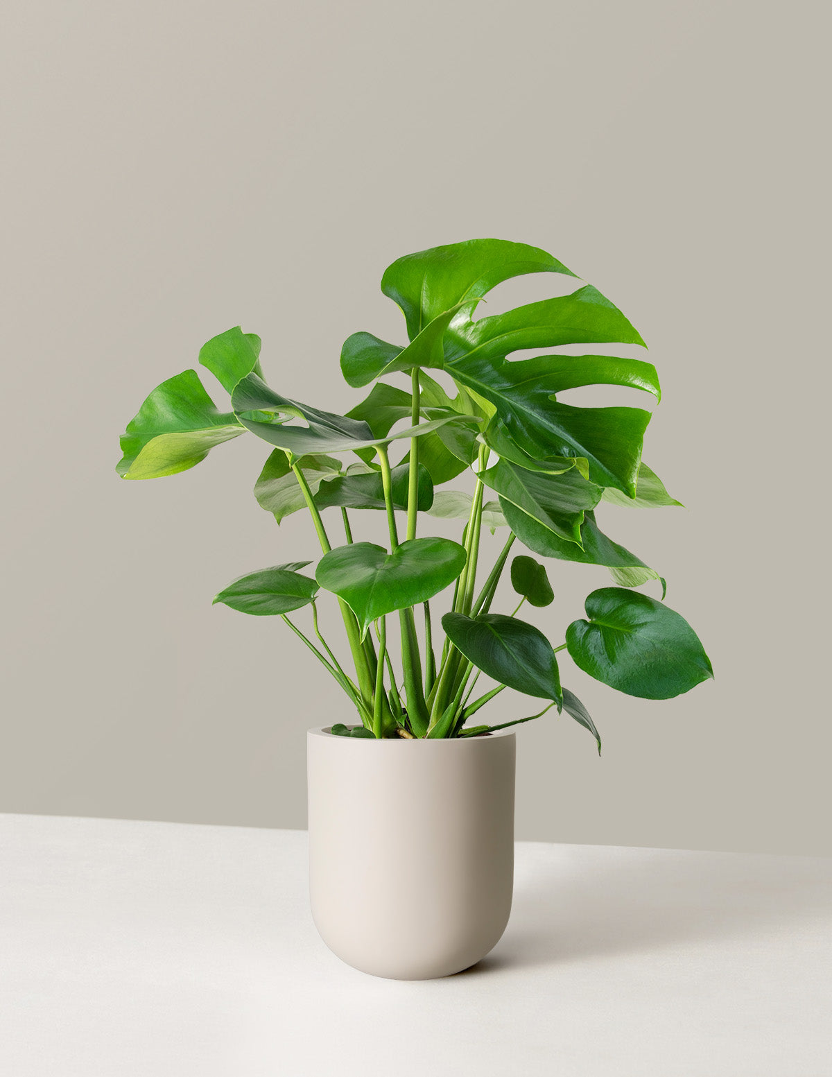 Monstera Deliciosa