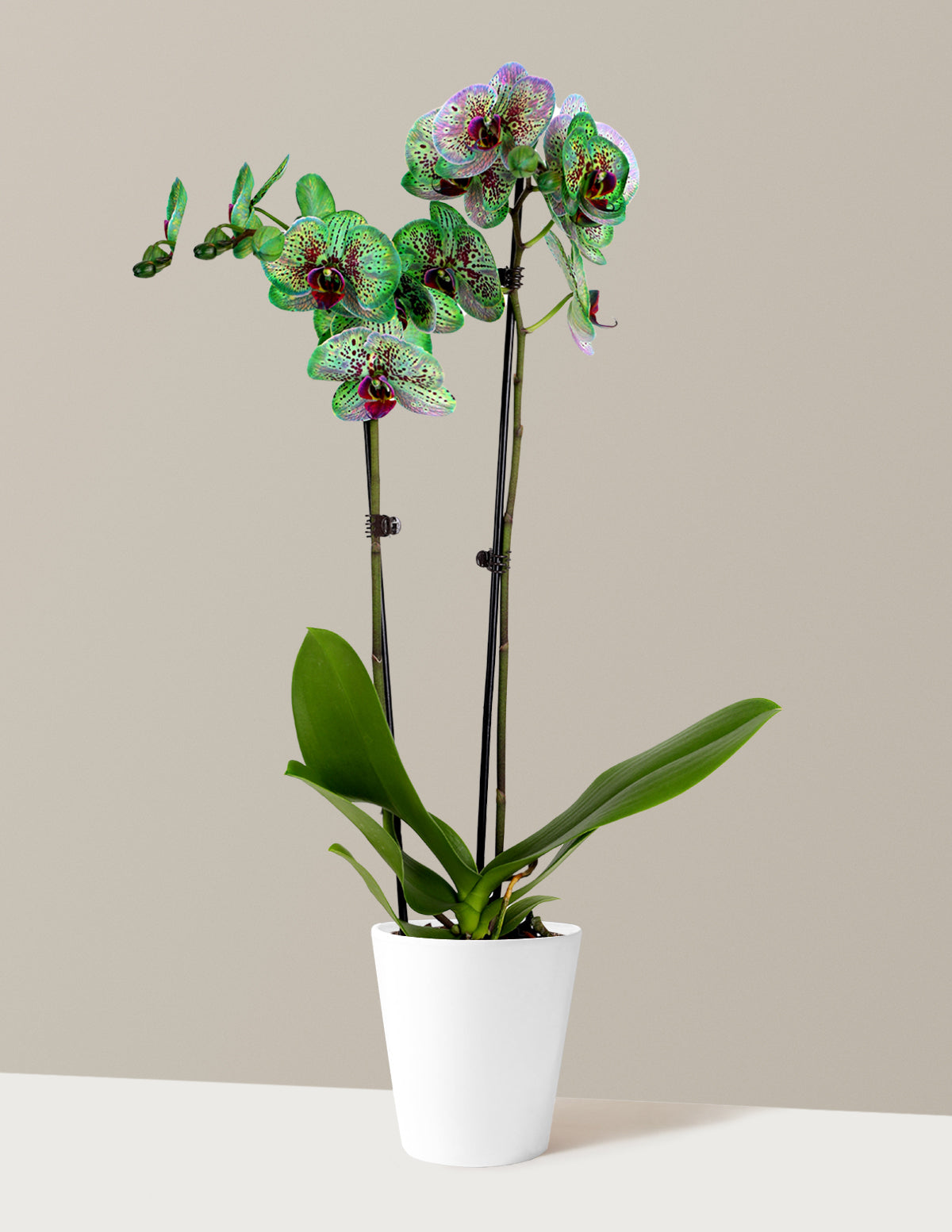 bundle | Small | Marianne | White