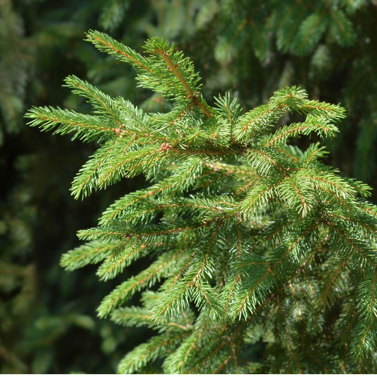 Norway Spruce