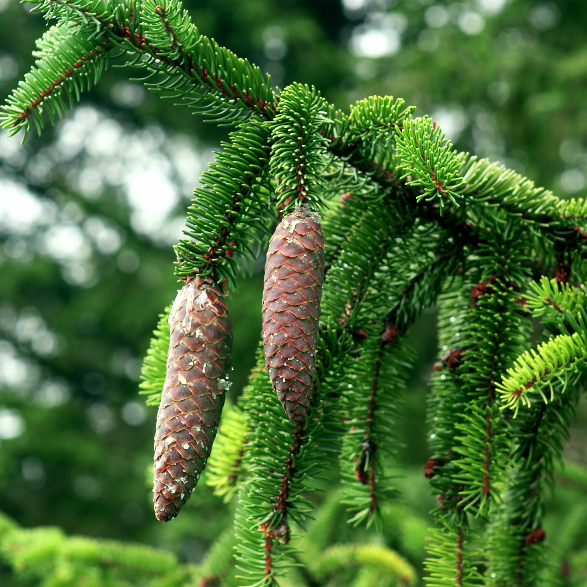 Norway Spruce